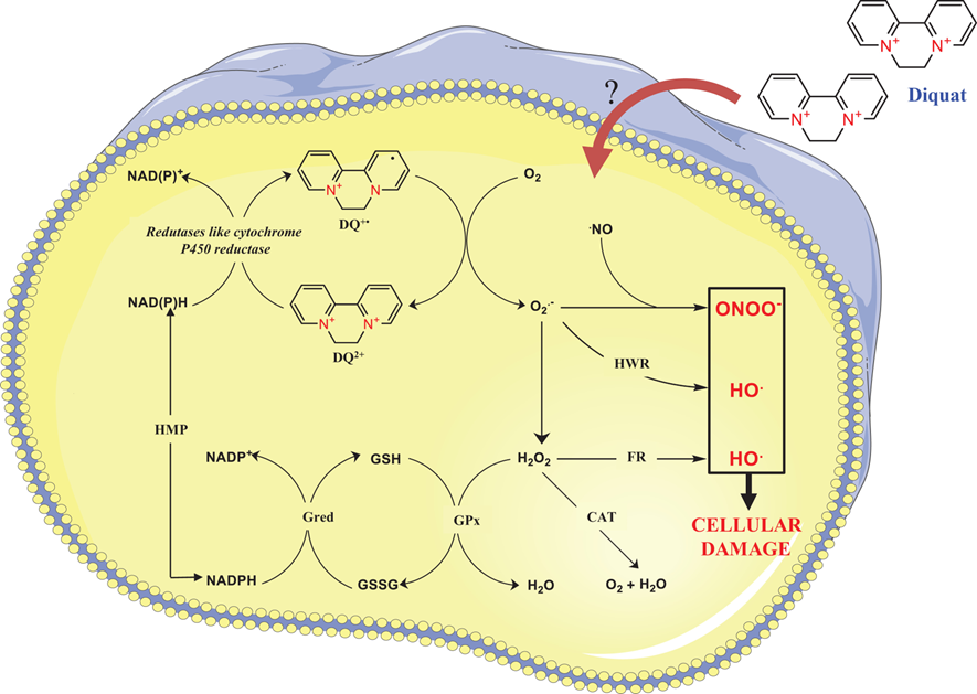 文献阅读——ZBP1通过感知线粒体DNA促进RIPK3介导的坏死性凋亡和铁死亡响应敌草快中毒 文献阅读——ZBP1通过感知线粒体DNA促进RIPK3介导的坏死性凋亡和铁死亡响应敌草快中毒