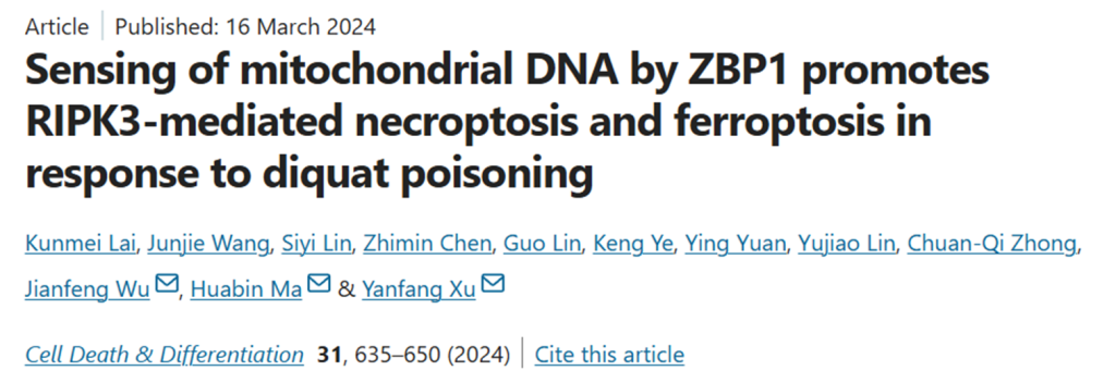 文献阅读——ZBP1通过感知线粒体DNA促进RIPK3介导的坏死性凋亡和铁死亡响应敌草快中毒 文献阅读——ZBP1通过感知线粒体DNA促进RIPK3介导的坏死性凋亡和铁死亡响应敌草快中毒