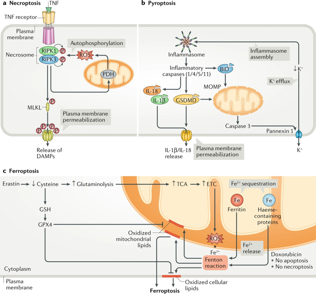 文献阅读——ZBP1通过感知线粒体DNA促进RIPK3介导的坏死性凋亡和铁死亡响应敌草快中毒 文献阅读——ZBP1通过感知线粒体DNA促进RIPK3介导的坏死性凋亡和铁死亡响应敌草快中毒
