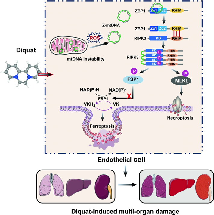 文献阅读——ZBP1通过感知线粒体DNA促进RIPK3介导的坏死性凋亡和铁死亡响应敌草快中毒 文献阅读——ZBP1通过感知线粒体DNA促进RIPK3介导的坏死性凋亡和铁死亡响应敌草快中毒